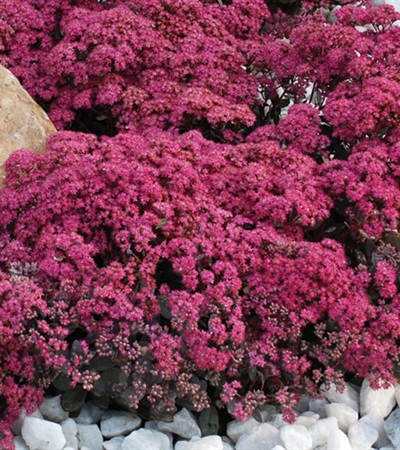 Sedum Sunsparkler® Dazzleberry